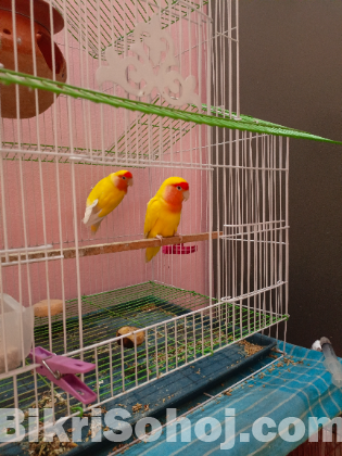 Love Bird Lutino With CAGE